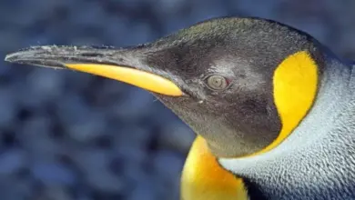 Mata Kuning Yang Mencolok, Yellow Eyed Penguin Selandia Baru Makin Terdesak Di Pesisir Sepi