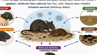 Masa Inkubasi Hantavirus Bisa Capai 6-8 Minggu, WHO Minta Negara Tak Kendur Awasi Kasus Baru