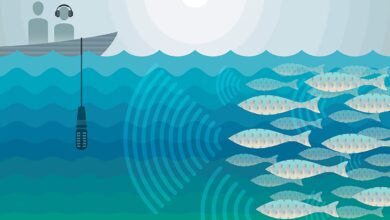 Suara Manusia Sampai Ke Ikan, Yang Mereka Tangkap Ternyata Hanya Getaran Air