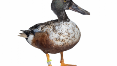 Paruhnya Mirip Sendok, Northern Shoveler Andal Menyaring Makanannya Di Lahan Basah