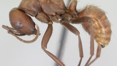 Polyergus Tak Bisa Hidup Sendiri, Rahang Tajamnya Menutupi Ketergantungan pada Koloni Inang