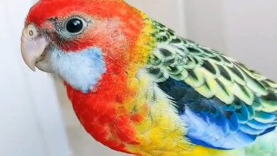 Warna Mencolok Bukan Segalanya, Parkit Rosella Ternyata Sangat Mudah Beradaptasi