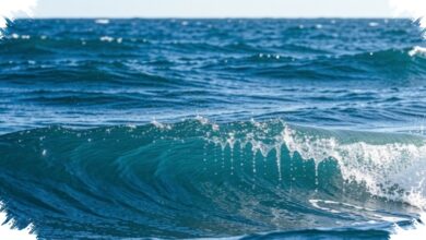 Pemanasan Laut Di Lab Masih Terlalu Ngebut, Prediksi Soal Ekosistem Bisa Menyimpang
