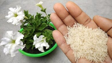 Air Cucian Beras Untuk Tanaman Hias, Murah, Mudah, Dan Punya Efek Nyata Pada Akar Serta Daun