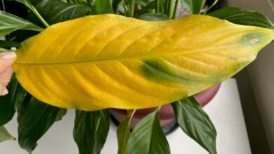 ZZ Plant Bukan Sekadar Hiasan, Daun Tebalnya Ikut Membantu Menahan Suara Ruangan