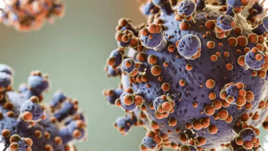Andes Virus Di Kapal Pesiar, Hantavirus Langka Yang Bisa Menular Antarmanusia