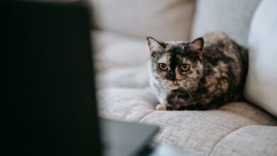 Kucing-Kucing Ini Lebih Suka Tenang Di Rumah, Furnitur Pun Lebih Aman Dari Cakaran