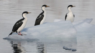 Bertahan Di Laut Es Sepanjang Tahun, Antarctic Shag Ungkap Rahasia Kormoran Bermata Biru Antartika