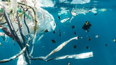 Mata Besar Boops Boops, Petunjuk Penting Tentang Mikroplastik Di Laut Mediterania