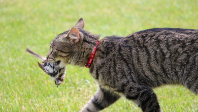 Mangsa Bawaan Kucing Ternyata Bisa Menyimpan Risiko Kesehatan Yang Sering Diabaikan