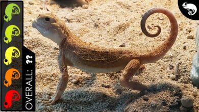 Toadhead Agama Mengandalkan Kamuflase Pasir, Lalu Mengerahkan Bentuk Pertahanan Yang Tak Terduga