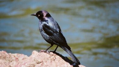 Burung Kerak Hitam Di Indonesia Ternyata Punya Banyak Wajah, Dari Yang Berani Hingga Bisa Meniru Suara Manusia