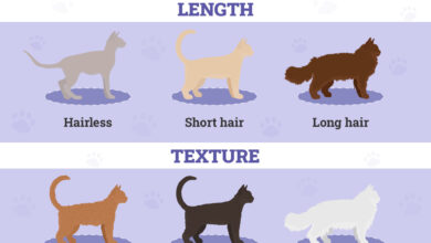Kepribadian Kucing Tak Bisa Dibaca Dari Warna Bulu, Sosialisasi Jauh Lebih Menentukan
