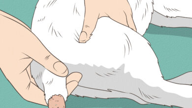 Ekor Kucing Tidak Sekadar Hiasan, Gangguannya Bisa Jadi Tanda Cedera Serius