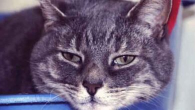 Stres, Udara Dingin, Dan Virus, Pemicu Flu Pada Kucing Yang Sering Tak Disadari