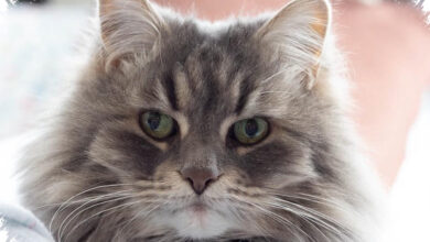 Saat Kucing Menjauh Saat Ditatap Lama, Itu Sering Jadi Tanda Tak Nyaman