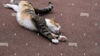Peregangan Kucing Ternyata Punya Banyak Makna, Dari Rasa Aman Sampai Siap Bergerak