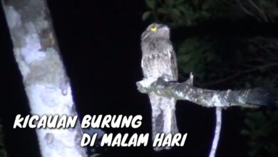 Suara Burung Di Malam Hari, Tanda Ritme Alami Mereka Sedang Terganggu