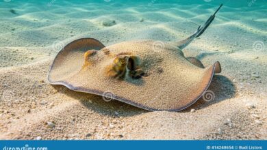 Tanpa Kantung Renang, Ikan Pari Justru Mampu Tenang Di Dasar Laut Tanpa Terseret Arus