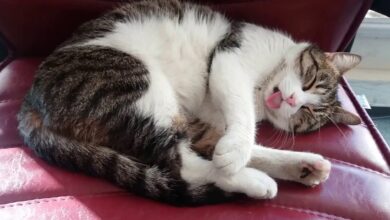 Lidah Kucing Keluar Saat Tidur, Kapan Itu Normal Dan Kapan Perlu Dicurigai
