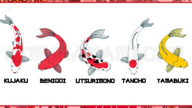 Dari Ikan Konsumsi Menjadi Simbol Ketangguhan, Perjalanan Koi dalam Budaya Jepang