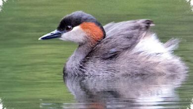 Danau Madagaskar Kian Menyusut, Nasib Madagascar Grebe Makin Terjepit