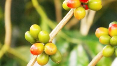 Bukan Pengganti Terapi, 15 Herbal Ini Diteliti Bantu Tekan Sel Kanker
