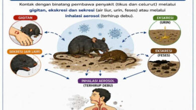 Tikus Dan Sanitasi Rapuh Jadi Celah Terbesar, Alarm Hantavirus Tak Boleh Diremehkan