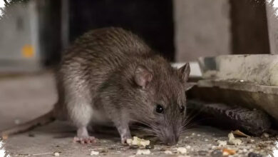 Lima Infeksi Dari Tikus Yang Sering Terlewat, Dari Leptospirosis Hingga LCMV