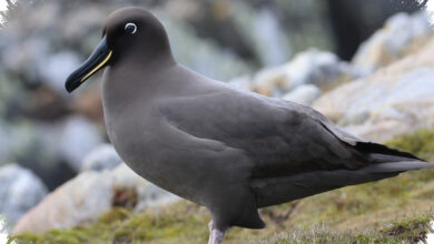 Terlihat Tangguh Di Laut Lepas, Sooty Albatross Justru Rentan Saat Samudra Selatan Berubah