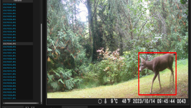 PriMAT Mengubah Video Hutan yang Buram Menjadi Data Berharga untuk Riset Primata