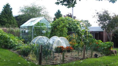 Balkon Kecil Bisa Jadi Lumbung Sayur, Begini Cara Lahan Sempit Tetap Produktif