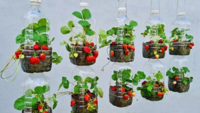 Botol Bekas Bisa Jadi Kebun Stroberi Gantung, Panen Lebih Cepat Di Lahan Sempit
