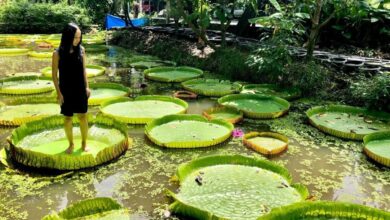 Dari Daun Anti Air Hingga Biji yang Awet Ratusan Tahun, Teratai Menyimpan Sains Mengejutkan