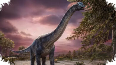 Fosil Sauropoda Raksasa Di Chaiyaphum Ungkap Dinosaurus Hampir 30 Ton Yang Tersisa Utuh