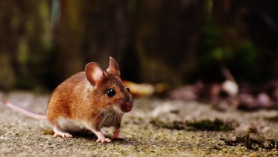 Gejala Awal Hantavirus Mudah Tertukar Dengan Flu, Sumber Penularannya Jauh Berbeda Dari Corona