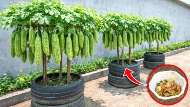 Rapi, Murah, Dan Tetap Produktif, Kebun Timun-Pare Dari Barang Bekas Ini Menarik Ditiru