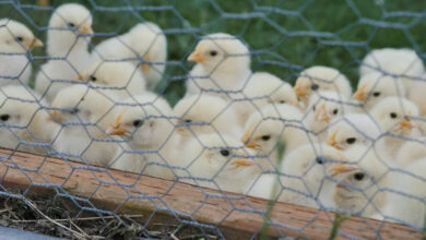 Fase Awal Menentukan Hasil Ternak Ayam Kampung, Dari Pilihan DOC Hingga Kandang Dan Brooding