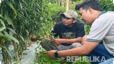 Benih Tahan Virus Jadi Andalan Petani Cabai Menghadapi Kemarau di Jawa Barat