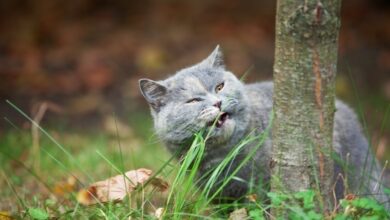 Rumput Bukan Menu Utama Kucing, Kebiasaan Ini Justru Sering Terkait Kondisi Tubuhnya