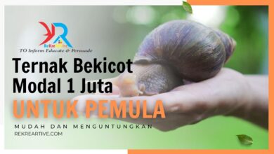 Bekicot Bisa Cepat Panen Atau Malah Mati, Ini 5 Kekeliruan yang Paling Sering Terjadi