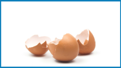 Cangkang Buatan 3D Ini Meniru Telur Alami, Satu Anak Ayam Hidup Berhasil Menetas