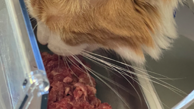 Raw Food Kucing Tak Selalu Lebih Aman, Ancaman Kuman Juga Mengintai Manusia