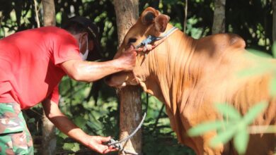 Jabar Siapkan Kurban Lebih Longgar, Stok Domba dan Sapi Naik Menjelang Iduladha 2026