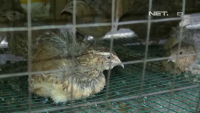 Burung Kecil Ini Lebih Sering Terdengar Daripada Terlihat, Saat Hujan Mulai Mendekat