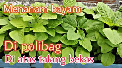 Baskom Bekas Ternyata Cukup Andal Untuk Bayam, Panen Cepat Di Rumah Sempit