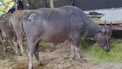 Tradisi Kerbau Di Kudus Masih Kuat, Pasokan Kurban Di Jawa Tengah Justru Kurang Ribuan Ekor