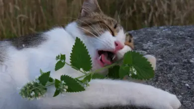 Catnip Ternyata Tidak Selalu Bikin Kucing Heboh, Begini Reaksi yang Sebenarnya Muncul