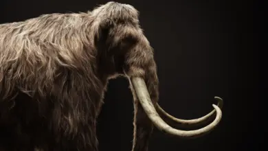 Colossal Hampir Menuntaskan Rahim Buatan, Target Mamut Masih Jauh Di Balik Sainsnya