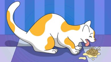 Bulu Kucing Tak Habis-Habis Tertelan, Ini Langkah Praktis Untuk Menekan Hairball